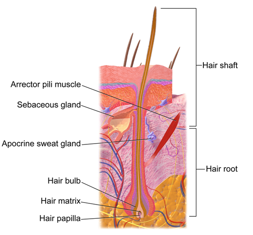 hair follicle diagram